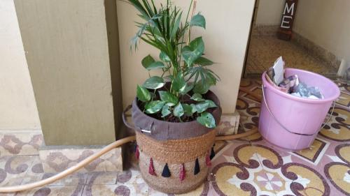 Erica palm and money plant