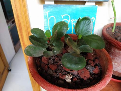 Kalanchoe