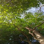 Forest Bathing Featured Image 150x150