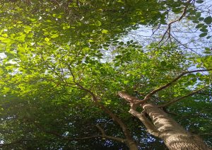 “Come Home to the Forest — My First Forest Bathing Experience”