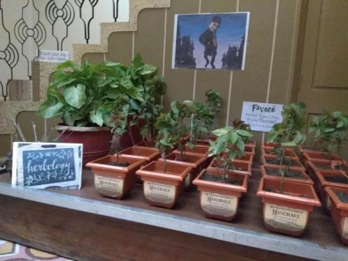 Harry potter mandrakes